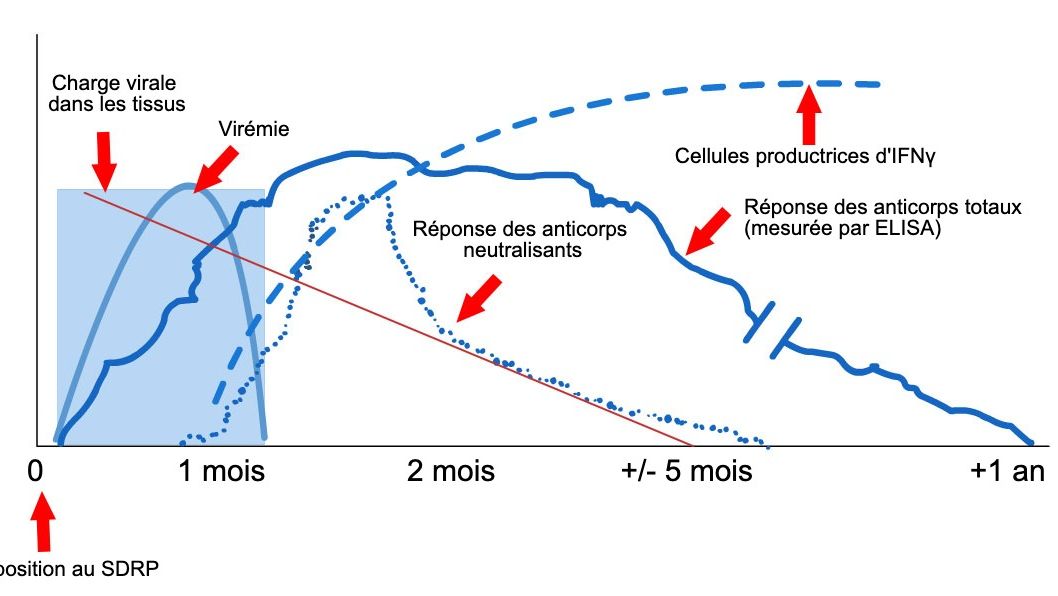 Sch&eacute;ma de d&eacute;tection du virus et des anticorps apr&egrave;s exposition au SDRP : le graphique montre les changements de concentration (axe Y) au fil du temps (axe X) des diff&eacute;rents analytes utilis&eacute;s dans les tests. Apr&egrave;s exposition au virus du SDRP, le virus appara&icirc;t dans le sang (vir&eacute;mie) qui dure g&eacute;n&eacute;ralement entre 2 et 4 semaines, selon l'&acirc;ge et le statut immunitaire du porc. La s&eacute;roconversion (d&eacute;tection des anticorps) survient g&eacute;n&eacute;ralement 7 &agrave; 10 jours apr&egrave;s l'exposition et dure plusieurs mois avant de devenir s&eacute;ron&eacute;gative. Les anticorps neutralisants apparaissent entre 4 et 6 semaines apr&egrave;s l'exposition (L&oacute;pez et Osorio, 2004).

