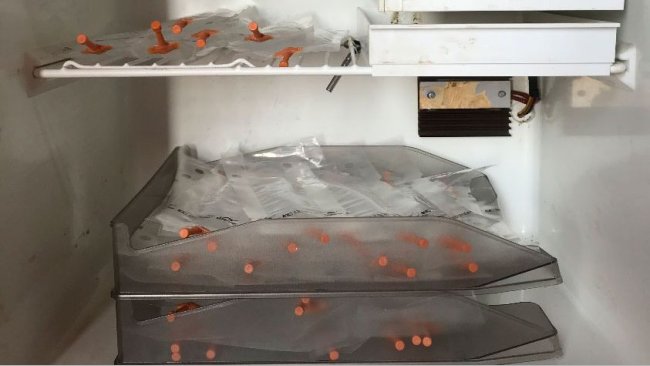 Photo 1. Placer les doses dans des plateaux disposées les unes sur les autres afin d'éviter la sédimentation inadéquate des spermatozoïdes et faciliter leur mouvement périodique pour leur homogénéisation.