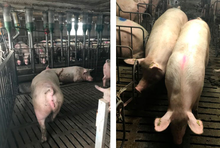 Photo 1. Mouvement des truies &agrave; 35 jours de gestation.
