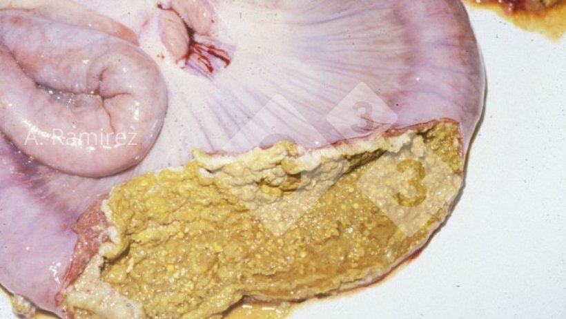 Image 3. Il&eacute;on de porc avec une membrane n&eacute;crotique coll&eacute;e &agrave; la surface de la muqueuse intestinale.
