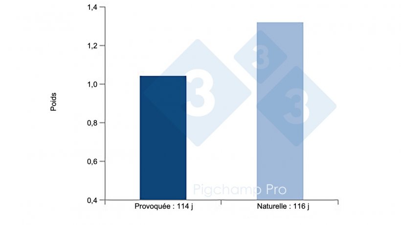 Figure 4 : Comparaison du poids &agrave; la naissance de la mise bas induite &agrave; 114 j et de la mise bas naturelle &agrave; 116 j chez les truies hyperprolifiques (Les truies nous demandent-elles 3 trois 4 ? 1/2)
