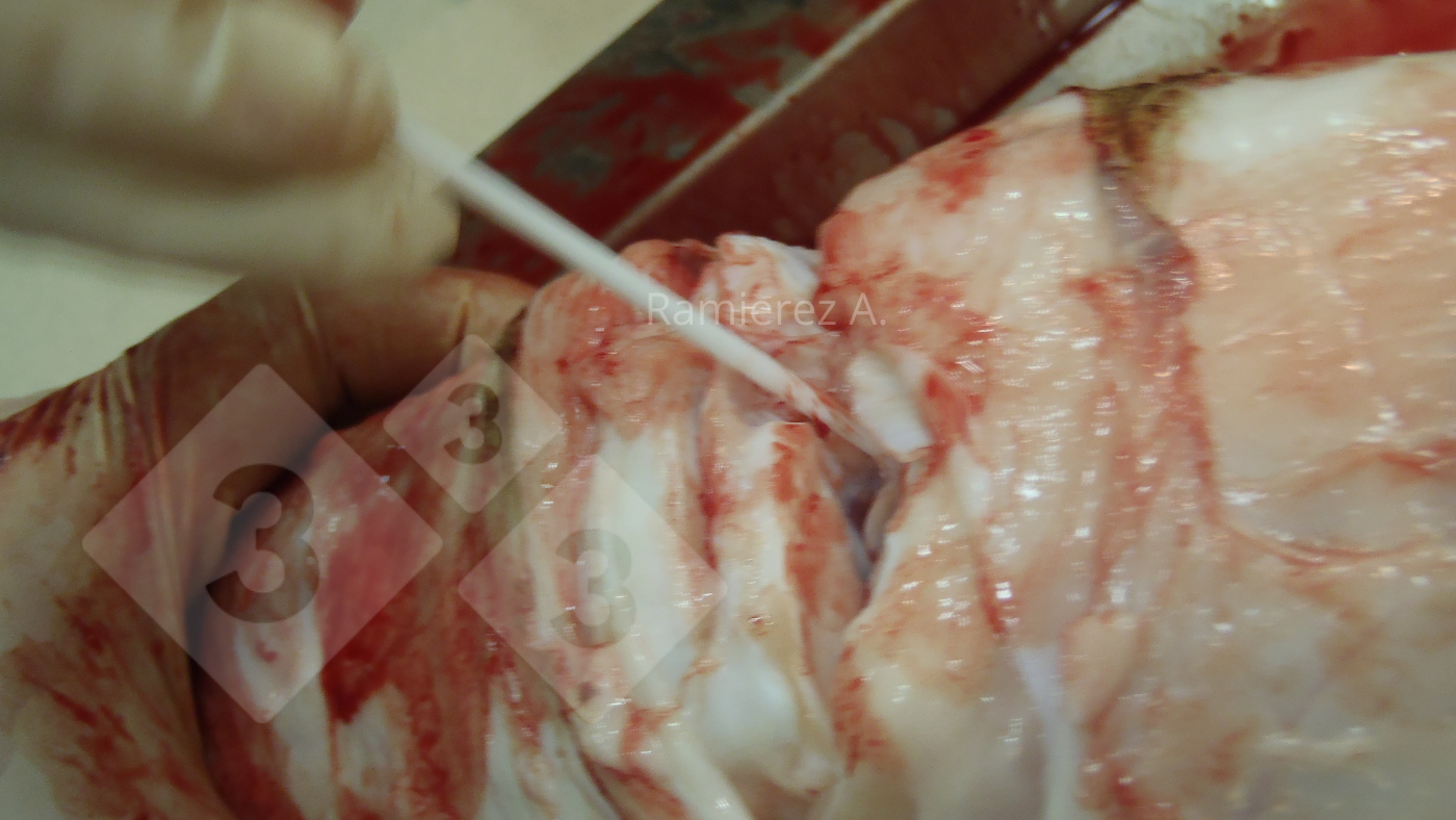 <p>Figure 2. Collecte d'un &eacute;chantillon de liquide articulaire avec un &eacute;couvillon. L'articulation est ouverte et toute la surface de l'articulation est rapidement frott&eacute;e avec l'&eacute;couvillon.</p>
