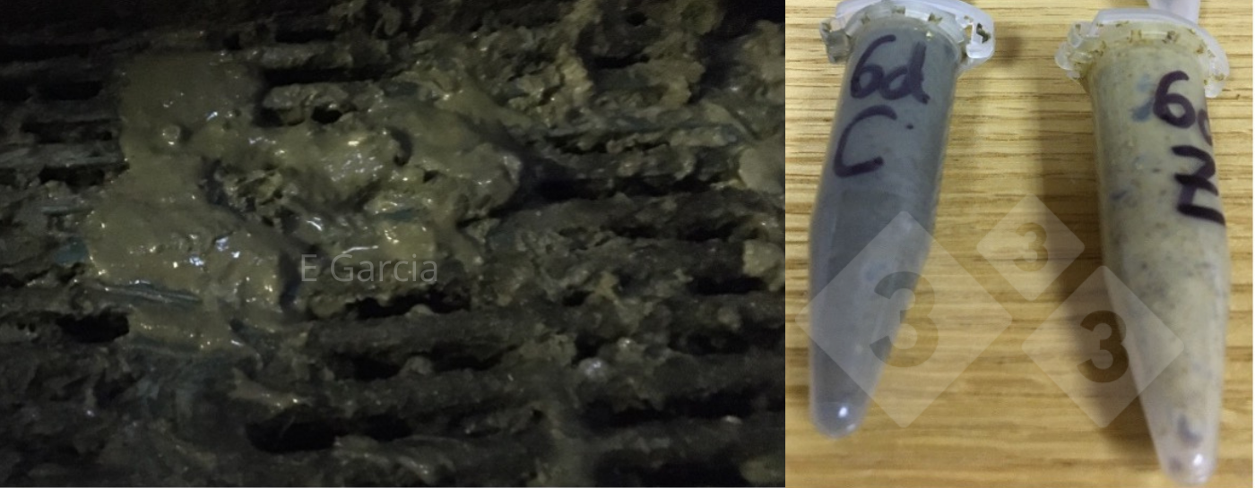 <p>Figure 2. Lorsque vous retirez l'aliment m&eacute;dicamenteux, y compris le ZnO, vous remarquerez que les selles sont plus fonc&eacute;es et plus molles. Il durera une semaine apr&egrave;s le sevrage. Cependant, s'il n'y a pas de germes, cela passera et les porcelets rattraperont leur retard. Les tubes montrent des mati&egrave;res f&eacute;cales au sein d'un m&ecirc;me &eacute;levage avec (Z) et sans ZnO (C) 6 jours apr&egrave;s le sevrage.</p>
