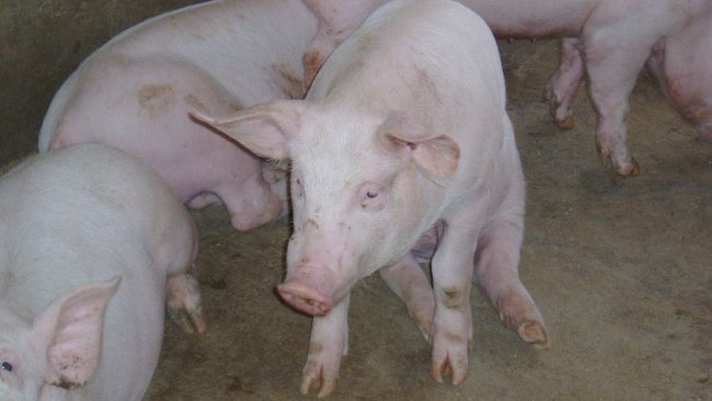 Porc en position de "chien assis"