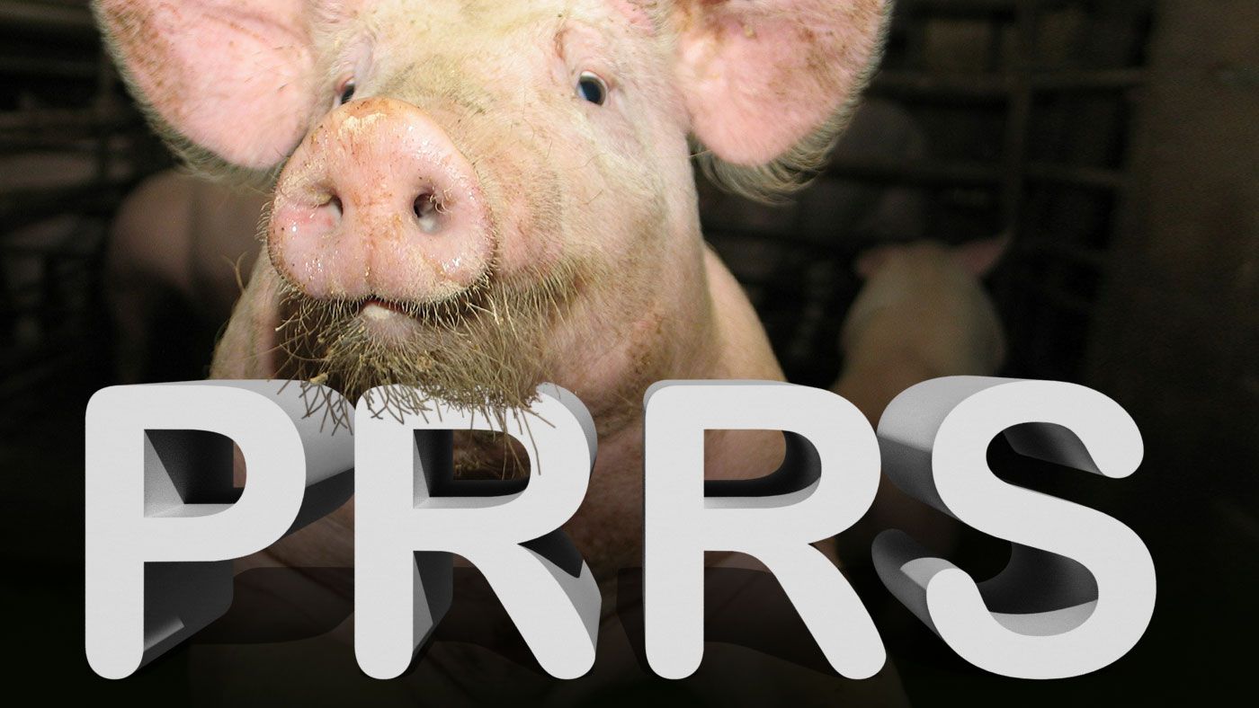 Diagnostic de laboratoire de la peste porcine africaine - Articles -  3trois3, Le site de la filière porc