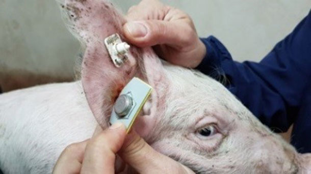 <p>Capteur pour l'enregistrement continu de la température (Requejo et al. 2018)</p>