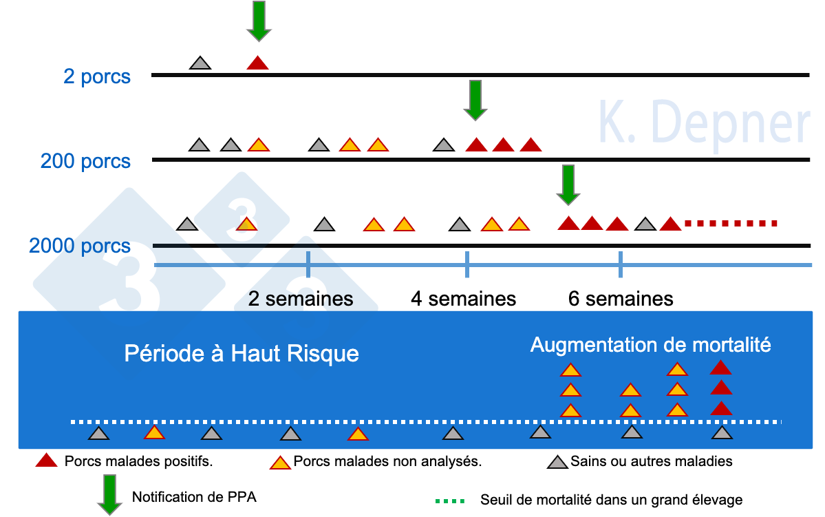 <p>Figure 1. Période à haut risque et taille de l'élevage. Dans les petits, il est généralement plus facile de détecter précocement la PPA en raison du petit nombre d'animaux, tandis que dans les grands, les premiers animaux malades ou morts peuvent passer inaperçus.</p>