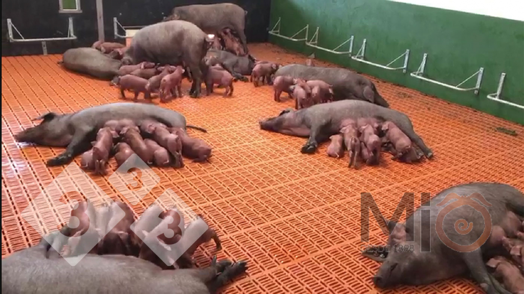 <p>Figure 2. Un exemple d'enclos de lactation de groupe o&ugrave; les truies et les porcelets peuvent se m&eacute;langer et interagir. Source : mio1898.com</p>
