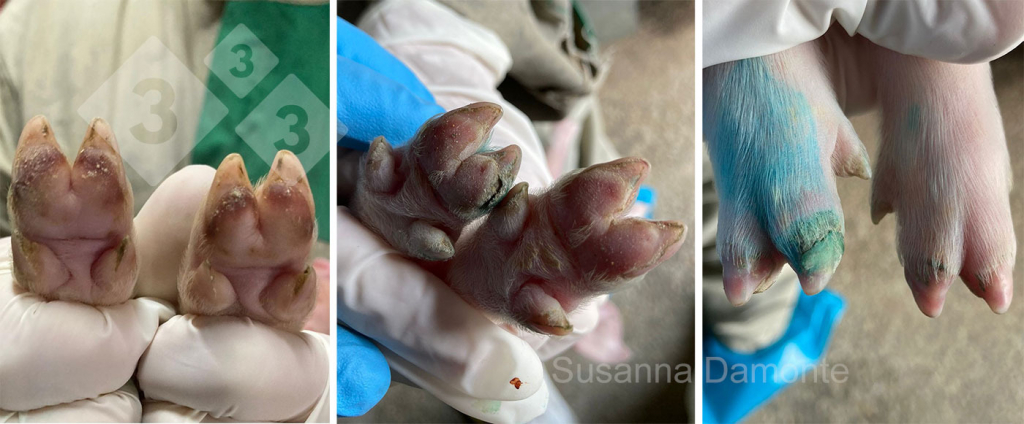 <p>Figure 6. L&eacute;sions du pied (coussinet plantaire et bande coronaire) &agrave; l'&acirc;ge de 4 jours.</p>
