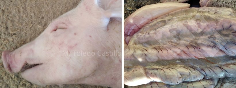 Photos 1 et 2 : Aspect de l&#39;intestin d&#39;un porcelet atteint de maladie de l&#39;&oelig;d&egrave;me
