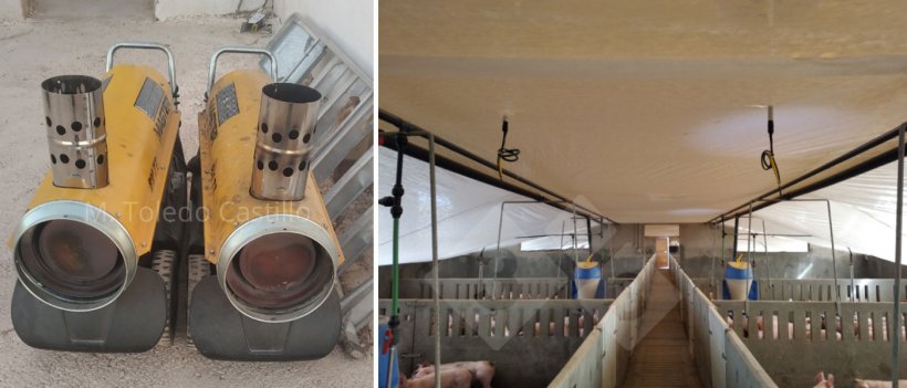 PhotosPhotos 1 et 2 : Aspect de l&#39;intestin d&#39;un porcelet atteint de maladie de l&#39;&oelig;d&egrave;m 5 et 6 : Mise en place de couverture thermique et de canons.
