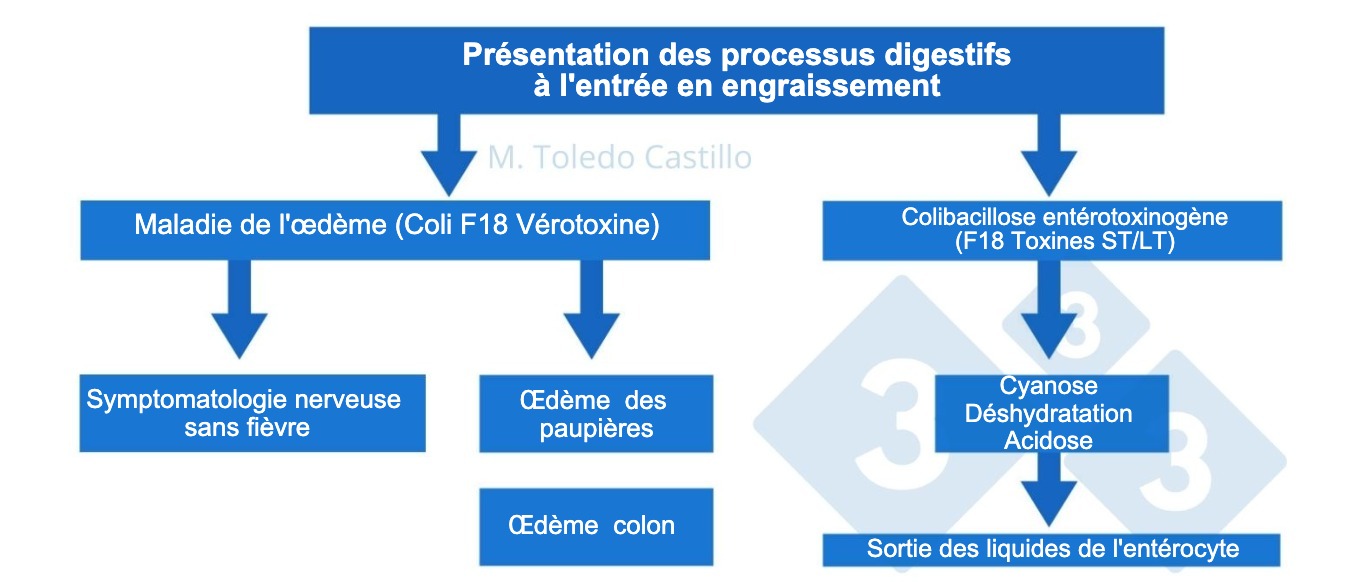 <p>Sch&eacute;ma 1. Pathogen&egrave;se des processus colibacillaires &agrave; l'entr&eacute;e en engraissement chez le porc</p>
