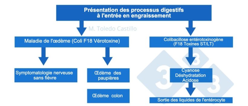 Sch&eacute;ma 1. Pathogen&egrave;se des processus colibacillaires &agrave; l&#39;entr&eacute;e en engraissement chez le porc
