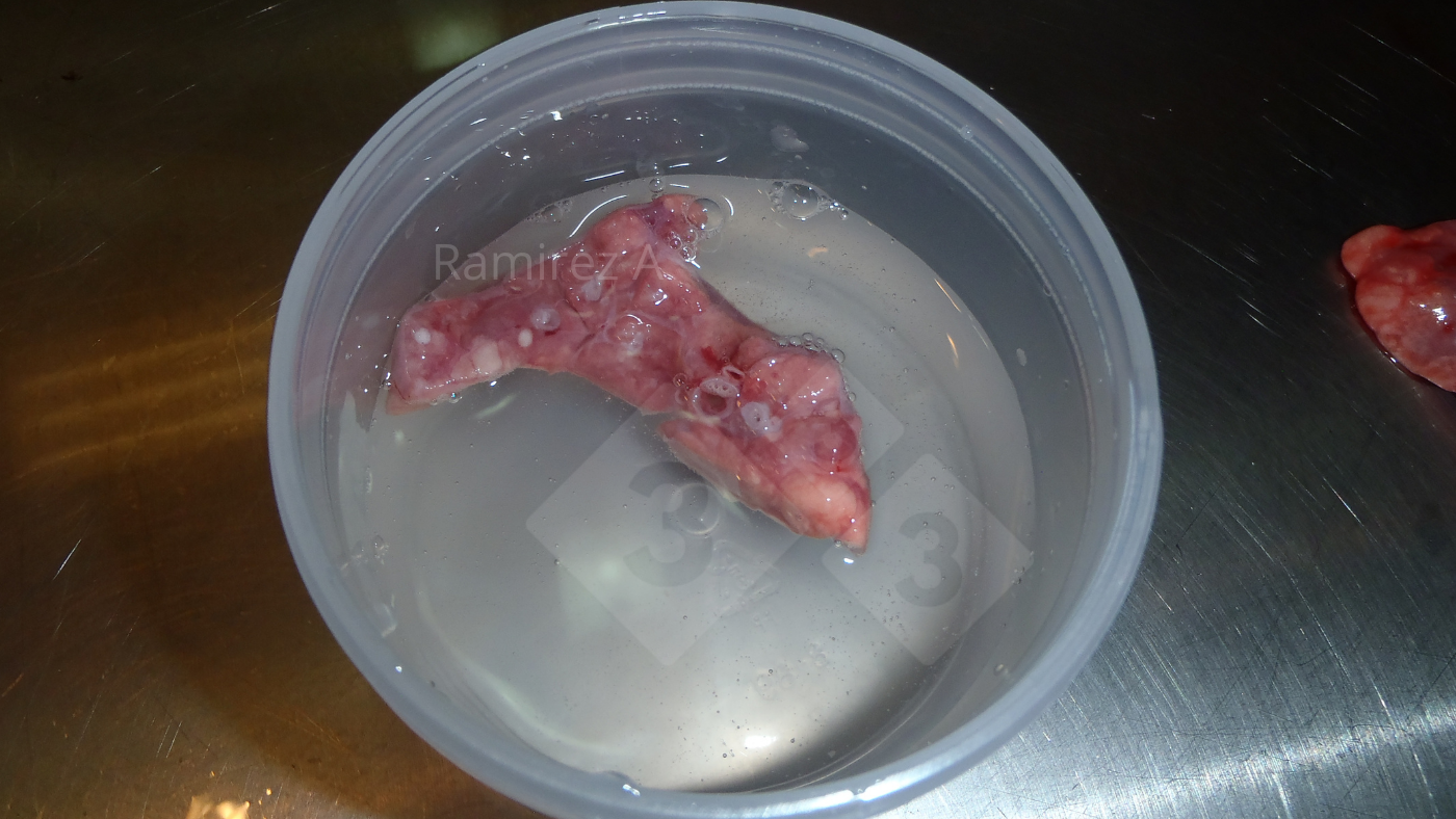 <p>Figure 2. Bon &eacute;chantillon de tissu pulmonaire pour l'histopathologie avec pr&eacute;sence de voies respiratoires (cercles ronds blancs) dans la coupe transversale.</p>
