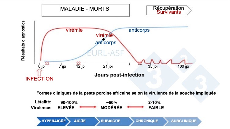<p>Figure 1. Schéma de détection du virus et des anticorps, ainsi que de la variabilité de la virulence de la souche après exposition à la PPA. Source : Laboratoire de référence de l'Union européenne pour la PPA.</p>