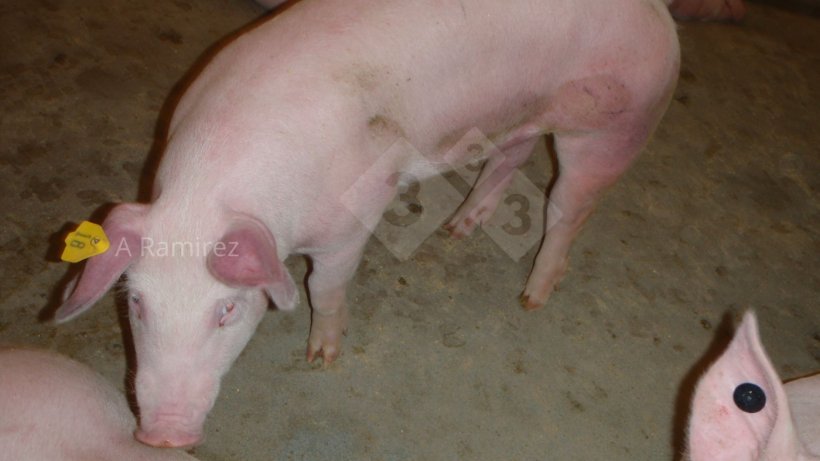 Photo 1 : Porc avec des oreilles et un abdomen rouges (hyper&eacute;miques) sugg&eacute;rant une maladie syst&eacute;mique.
