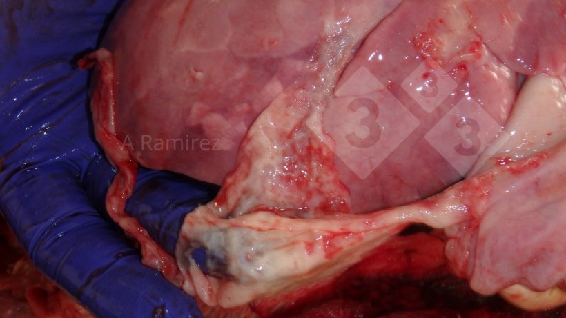 Figure 2 : Photo d&#39;un exsudat fibrineux/fibreux &agrave; la surface du poumon. La fibrine et le parenchyme pulmonaire sont des &eacute;chantillons &agrave; pr&eacute;lever pour le diagnostic de G. parasuis.
