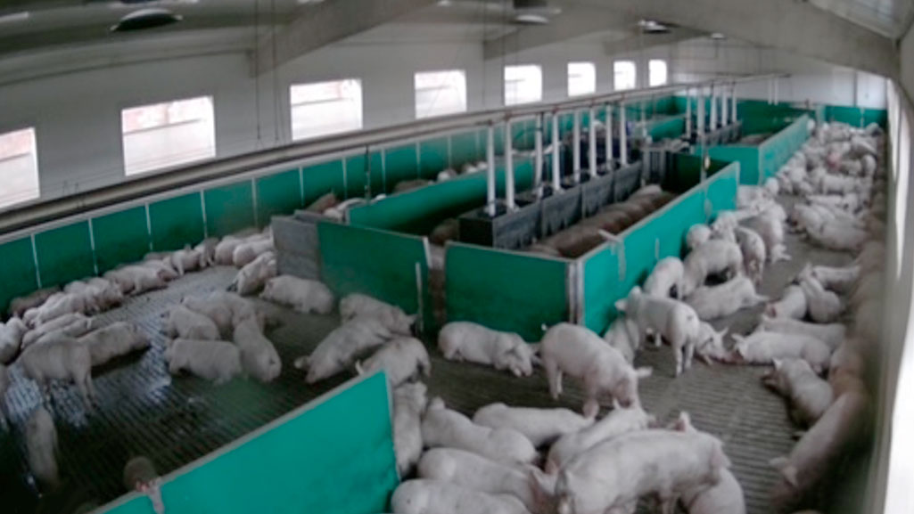 <p>Figure 3 : Engraissement avec une utilisation &agrave; 100% de l'espace, y compris la zone de pr&eacute;paration du chargement.</p>
