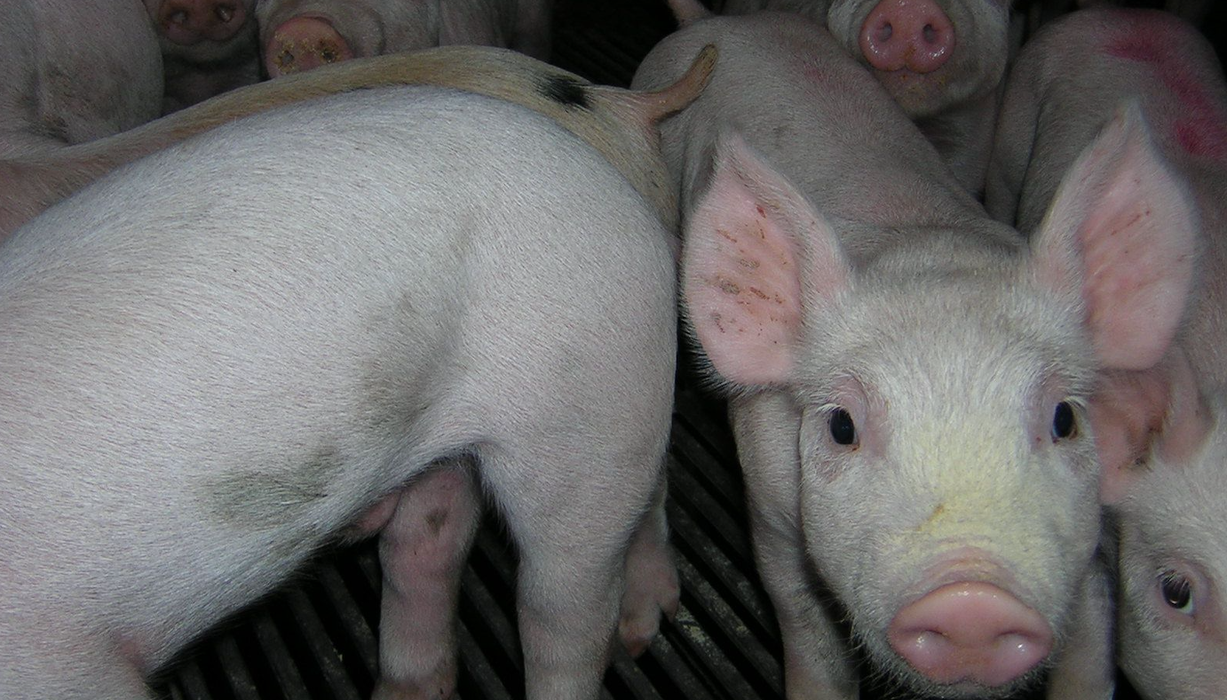 La production porcine de la Chine a augmenté de manière significative