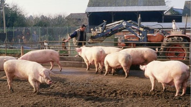 élevage porcine
