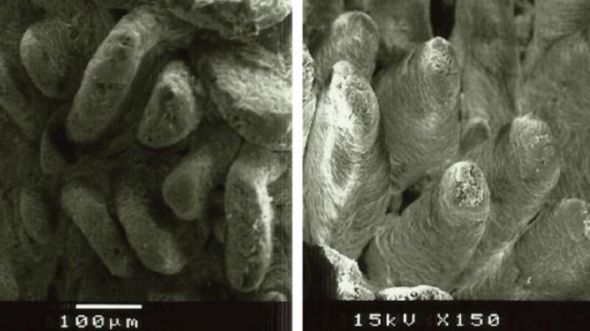 Figure 2 : Image au microscope &eacute;lectronique de la surface de la muqueuse duod&eacute;nale de porcelets sevr&eacute;s nourris avec A : un r&eacute;gime sans fibres ajout&eacute;es (hauteur des villosit&eacute;s : 538&micro;m), et B : 1% de lignocellulose (hauteur des villosit&eacute;s : 616&micro;m) (Adapt&eacute; de Silva-Guillen et al., 2022).
