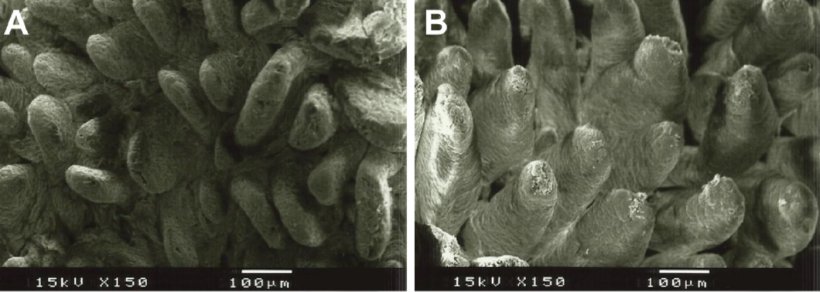 Figure 2 : Image au microscope &eacute;lectronique de la surface de la muqueuse duod&eacute;nale de porcelets sevr&eacute;s nourris avec A : un r&eacute;gime sans fibres ajout&eacute;es (hauteur des villosit&eacute;s : 538&micro;m), et B : 1% de lignocellulose (hauteur des villosit&eacute;s : 616&micro;m) (Adapt&eacute; de Silva-Guillen et al., 2022).
