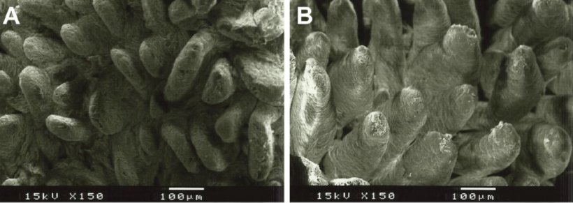 Figure 2 : Image au microscope &eacute;lectronique de la surface de la muqueuse duod&eacute;nale de porcelets sevr&eacute;s nourris avec A : un r&eacute;gime sans fibres ajout&eacute;es (hauteur des villosit&eacute;s : 538&micro;m), et B : 1% de lignocellulose (hauteur des villosit&eacute;s : 616&micro;m) (Adapt&eacute; de Silva-Guillen et al., 2022).
