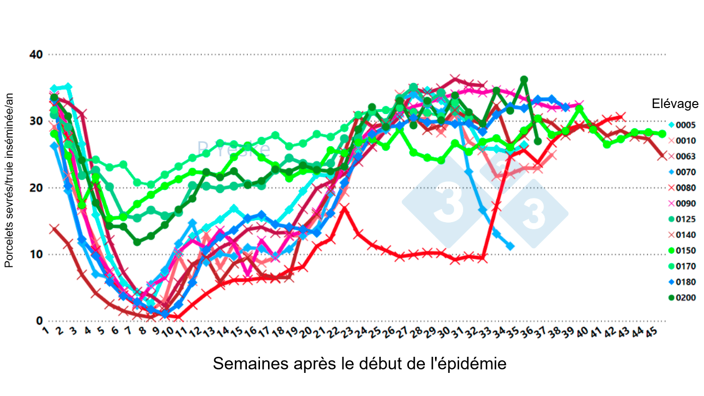 <p>Figure 2 : &Eacute;volution du nombre de porcelets sevr&eacute;s/truie ins&eacute;min&eacute;e/an apr&egrave;s l'apparition du SDRPv (variant 1-4-4 L1C) dans 12 &eacute;levages diff&eacute;rents, montrant que la baisse de productivit&eacute; prend jusqu'&agrave; 30 semaines pour se r&eacute;tablir.</p>
