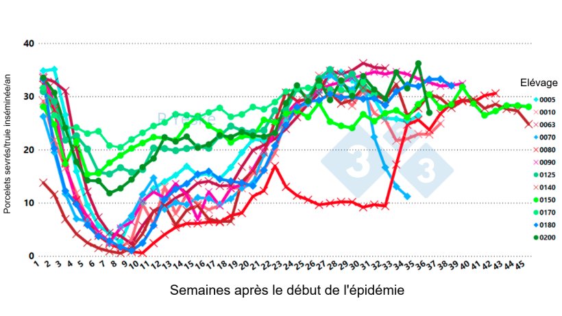 Figure 2 : &Eacute;volution du nombre de porcelets sevr&eacute;s/truie ins&eacute;min&eacute;e/an apr&egrave;s l&#39;apparition du SDRPv (variant 1-4-4 L1C) dans 12 &eacute;levages diff&eacute;rents, montrant que la baisse de productivit&eacute; prend jusqu&#39;&agrave; 30 semaines pour se r&eacute;tablir.

