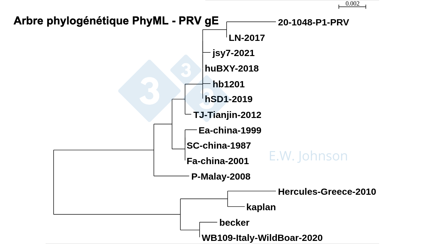 <p>Image&nbsp;5. Arbre phylog&eacute;n&eacute;tique PhyML - PRV gE montrant les souches de type 1 (similaires &agrave; kaplan/becker), les souches de type 2 "classiques" (similaires &agrave; Fa/SC/Ea) et les souches de type 2 &agrave; virulence plus &eacute;lev&eacute;e (similaires &agrave; TJ/hb1201). Les cas r&eacute;cents de MA, ce cas [20-1048] et le PRV de l'enc&eacute;phalite humaine hSD1-2019 sont regroup&eacute;s avec TJ/hb1201.</p>

