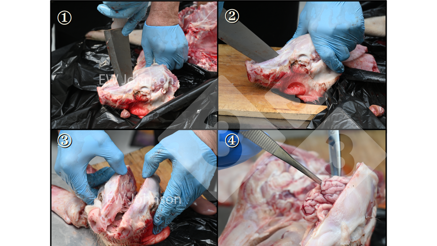 <p>Figure 2 : Pour éviter toute contamination croisée lors du prélèvement d'échantillons de cerveau, suivez un ordre strict pendant l'autopsie et utilisez un couteau robuste stérilisé à la flamme (et refroidi) pour ouvrir le crâne et des pinces/ciseaux stérilisés à la flamme et refroidis pour retirer le cerveau.</p>