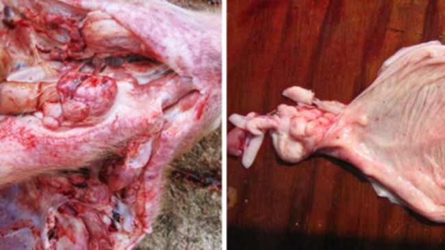 Photo 1. Autopsie d&#39;un porc charcutier atteint; on note les h&eacute;morragies dans les ganglions lymphatiques pharyng&eacute;s et la vessie.
