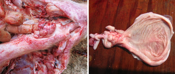 Photo 1. Autopsie d&#39;un porc charcutier atteint; on note les h&eacute;morragies dans les ganglions lymphatiques pharyng&eacute;s et la vessie.
