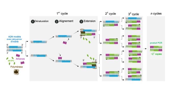 Schéma du mécanisme de la PCR.