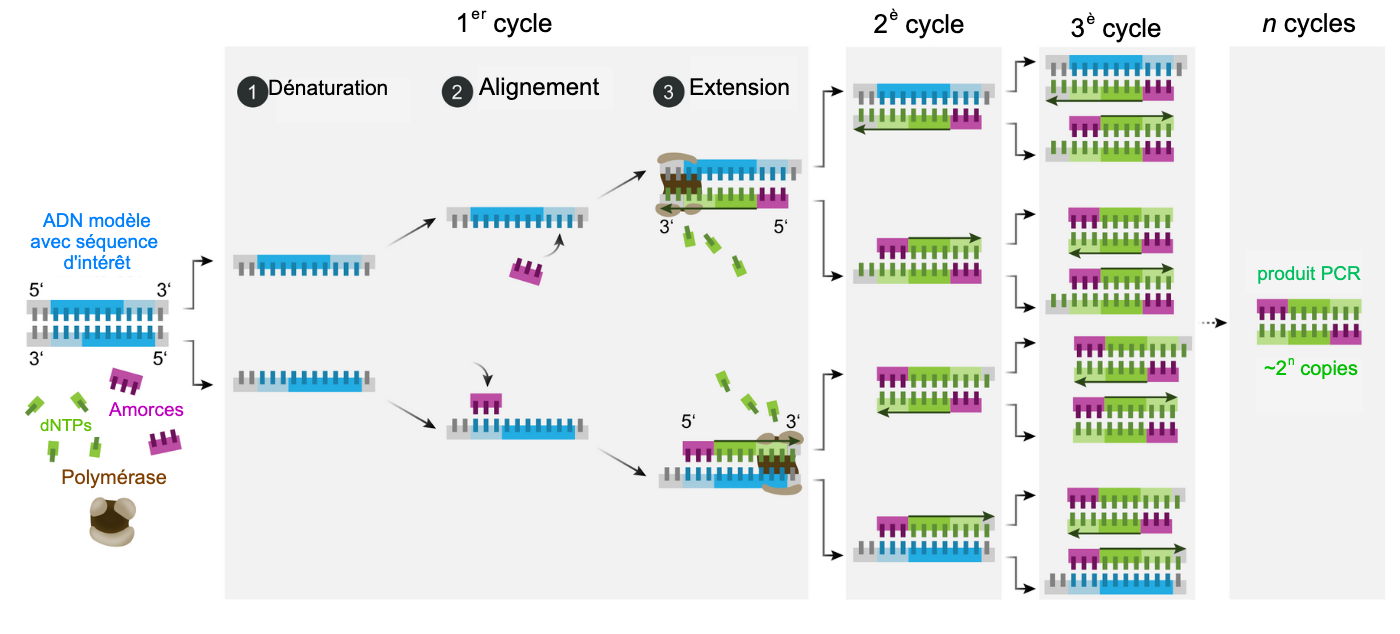 1 том 4 цикл 1. Схема праймера в ПЦР. PCR — полимеразная цепная реакция. Схема циклов ПЦР. Отжиг праймеров ПЦР.