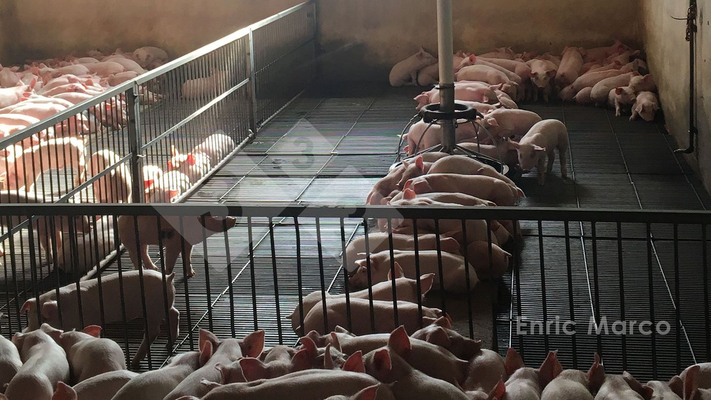 Photo 1.Porcelets au froid
