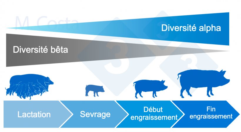 Figure 4 : Dynamique de la diversit&eacute; alpha et b&ecirc;ta au cours de la vie du porc.
