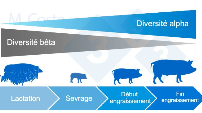 Figure 4 : Dynamique de la diversit&eacute; alpha et b&ecirc;ta au cours de la vie du porc.

