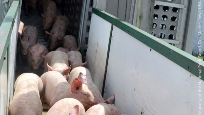 La voie de transmission la plus courante du SDRP est le commerce de porcs infect&eacute;s et la diss&eacute;mination locale.
