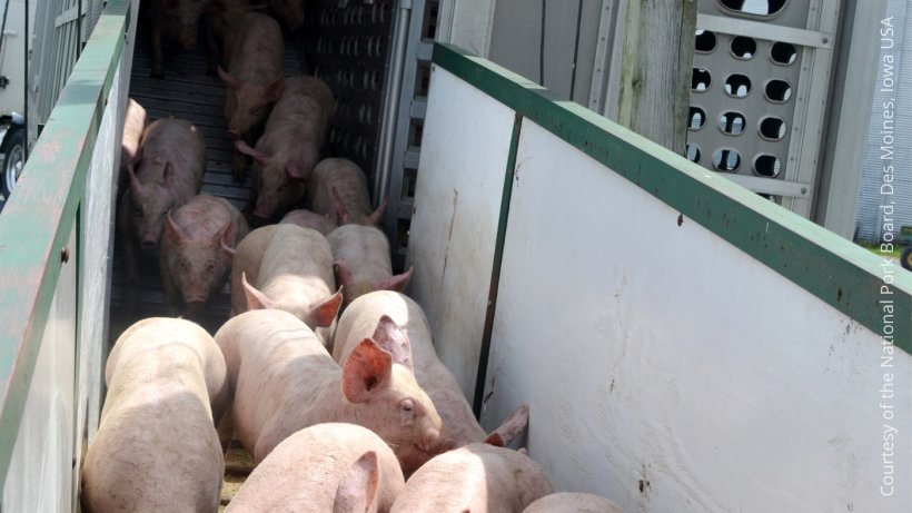 La voie de transmission la plus courante du SDRP est le commerce de porcs infect&eacute;s et la diss&eacute;mination locale.

