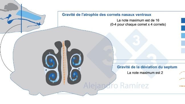 Méthode de la Pharmacopée européenne pour l'évaluation des lésions des cornets.