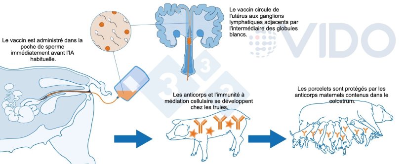 Figure 1 : M&eacute;canisme propos&eacute; pour le vaccin intra-ut&eacute;rin : le vaccin intra-ut&eacute;rin est administr&eacute; in utero pendant l&#39;ins&eacute;mination artificielle standard ou post-cervicale afin de g&eacute;n&eacute;rer une r&eacute;ponse immunitaire cellulaire et &agrave; m&eacute;diation par anticorps chez les truies. Des anticorps colostraux sont produits, qui sont transmis aux porcelets.

