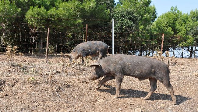 PPA Sardaigne : 14 mois sans positifs - Nouvelles - 3trois3, Le site de la  filière porc