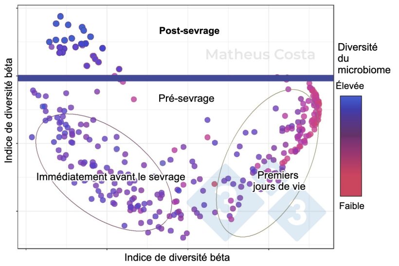Figure 1. Diagramme de dispersion montrant les associations entre la composition du microbiome des porcs pendant les premiers jours de vie (0-7 jours), imm&eacute;diatement avant le sevrage (21 jours) et apr&egrave;s le sevrage (100 jours). Le changement le plus important est observ&eacute; entre les &eacute;chantillons pr&eacute;-sevrage et post-sevrage. La diversit&eacute; alpha atteint son maximum apr&egrave;s le sevrage (indiqu&eacute;e comme &quot;diversit&eacute; du microbiome&quot;).
