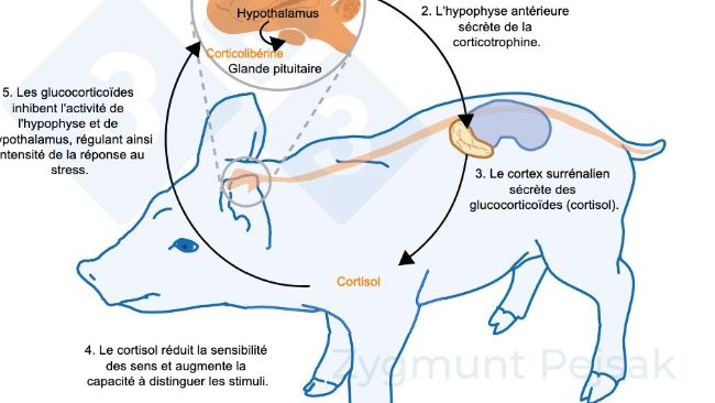 Figure 2 : Quelques minutes &agrave; quelques heures apr&egrave;s le stress, l&#39;axe hypothalamo-hypophyso-surr&eacute;nalien (HHS) est activ&eacute;. L&#39;hypophyse s&eacute;cr&egrave;te de la corticotrophine qui, en atteignant le cortex surr&eacute;nalien, d&eacute;clenche la s&eacute;cr&eacute;tion de glucocortico&iuml;des, dont le cortisol. Les glucocortico&iuml;des inhibent l&#39;activit&eacute; de l&#39;hypophyse et de l&#39;hypothalamus, r&eacute;gulant ainsi l&#39;intensit&eacute; de la r&eacute;ponse au stress. Le cortisol a &eacute;t&eacute; largement utilis&eacute; comme marqueur de stress chez les porcs, &eacute;galement comme test non invasif &agrave; partir de la salive.
