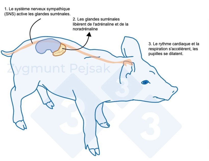Figure 1. Apr&egrave;s un facteur de stress, le syst&egrave;me sympathique stimule les glandes surr&eacute;nales pour qu&#39;elles lib&egrave;rent de l&#39;adr&eacute;naline et de la noradr&eacute;naline. L&#39;activation du syst&egrave;me sympathique chez le porc peut &ecirc;tre mesur&eacute;e par la chromogranine A (CgA).
