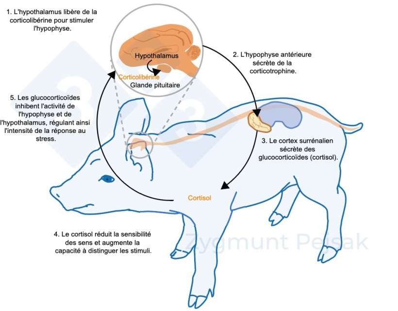 Figure 2 : Quelques minutes &agrave; quelques heures apr&egrave;s le stress, l&#39;axe hypothalamo-hypophyso-surr&eacute;nalien (HHS) est activ&eacute;. L&#39;hypophyse s&eacute;cr&egrave;te de la corticotrophine qui, en atteignant le cortex surr&eacute;nalien, d&eacute;clenche la s&eacute;cr&eacute;tion de glucocortico&iuml;des, dont le cortisol. Les glucocortico&iuml;des inhibent l&#39;activit&eacute; de l&#39;hypophyse et de l&#39;hypothalamus, r&eacute;gulant ainsi l&#39;intensit&eacute; de la r&eacute;ponse au stress. Le cortisol a &eacute;t&eacute; largement utilis&eacute; comme marqueur de stress chez les porcs, &eacute;galement comme test non invasif &agrave; partir de la salive.
