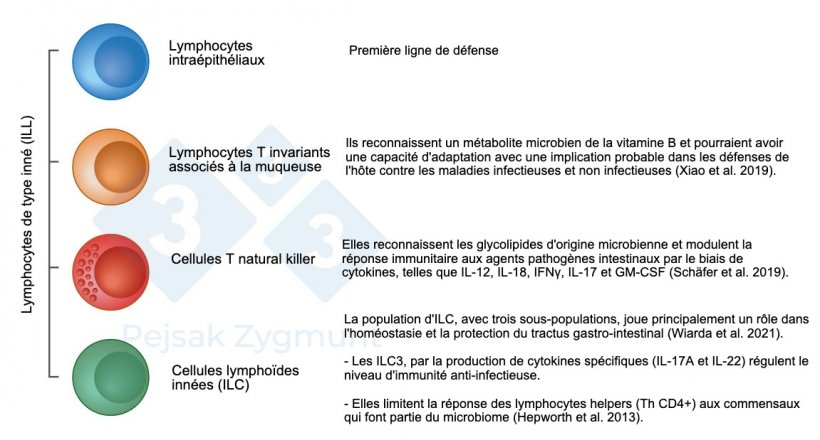 Figure 2. Parmi les GALT, nous pouvons distinguer quelques populations cl&eacute;s : les lymphocytes de type inn&eacute; (ILL) sont situ&eacute;s dans l&#39;intestin gr&ecirc;le et, dans une moindre mesure, dans le gros intestin, jouent un r&ocirc;le important comme la production de cytokines, de mol&eacute;cules cytotoxiques et de peptides antimicrobiens (Hepworth et al., 2013 ; Sch&auml;fer et al., 2019 ; Wiarda et al., 2020 ; Wiarda et al., 2021 ; Xiao et al., 2019).
