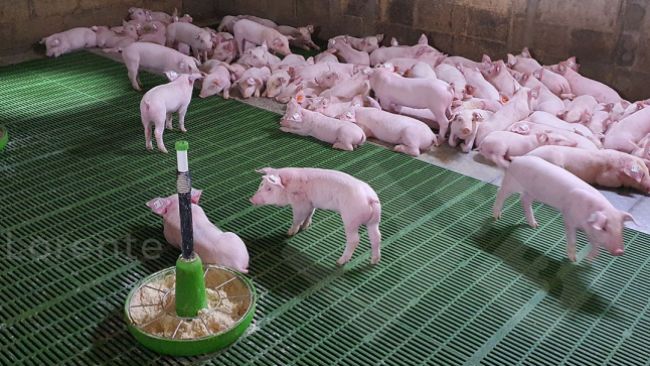 Photo 3 : En haut : les porcelets se reposent correctement. En bas : source de chaleur insuffisante.
