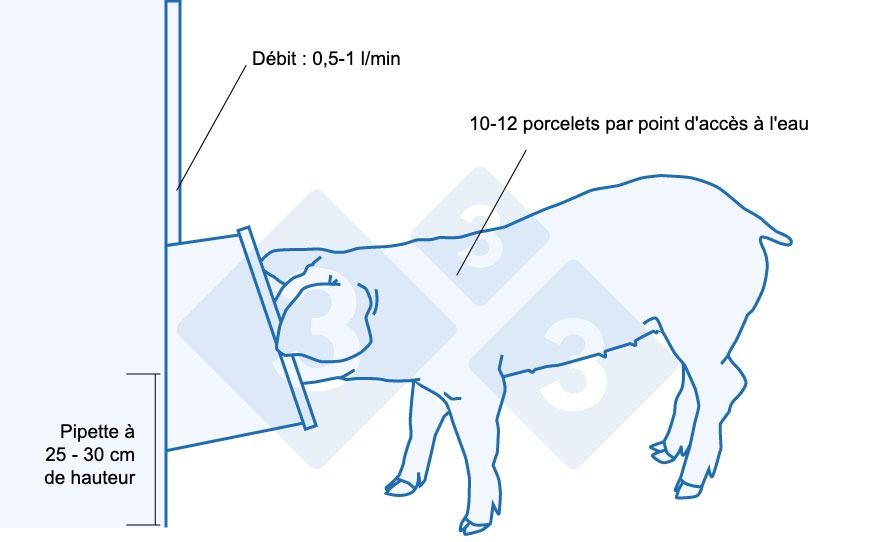 <p>Recommandations pour l'abreuvement des porcelets sevr&eacute;s</p>
